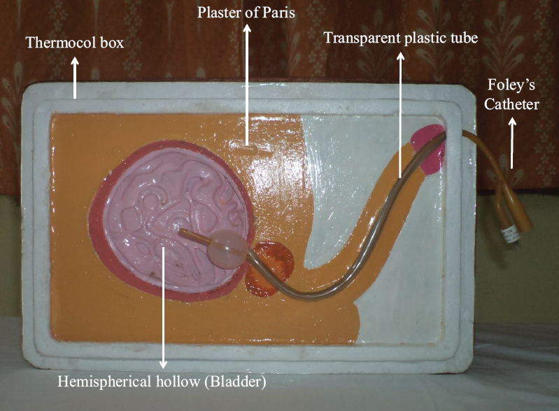 Model for demonstration of the process of urinary bladder catheterization.